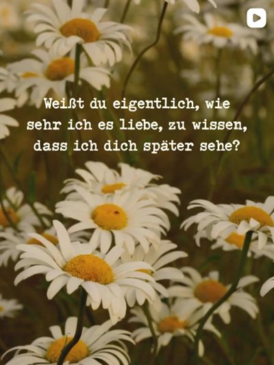 Gänseblümchen-Wiese mit Paarzeit-Zitat